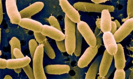 Acidophilus – A Team Player in the Health of Your GI Tract 6475f914d8939.jpeg