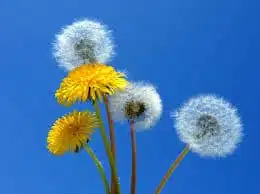 Spring is in the Air: Are You on Allergy Alert? 64750b203011f.jpeg